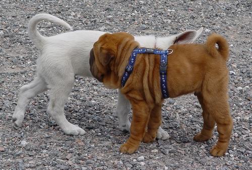 Weisser Schäfer (Tinus) und ein Shar Pei
